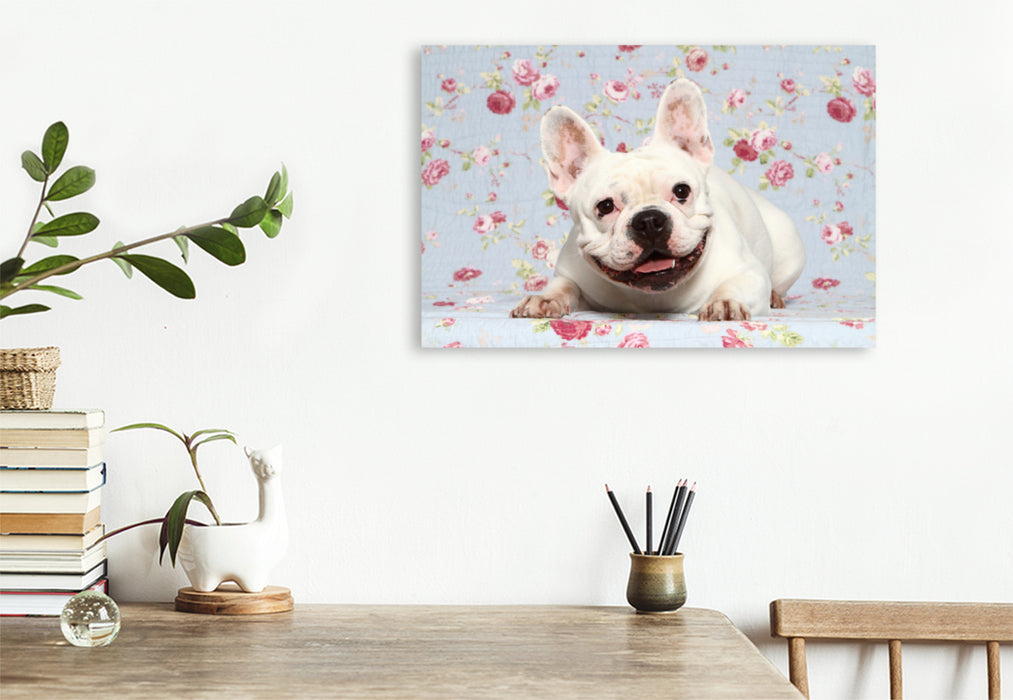 Premium Textil-Leinwand Premium Textil-Leinwand 120 cm x 80 cm quer Französische Bulldogge / French Bulldog