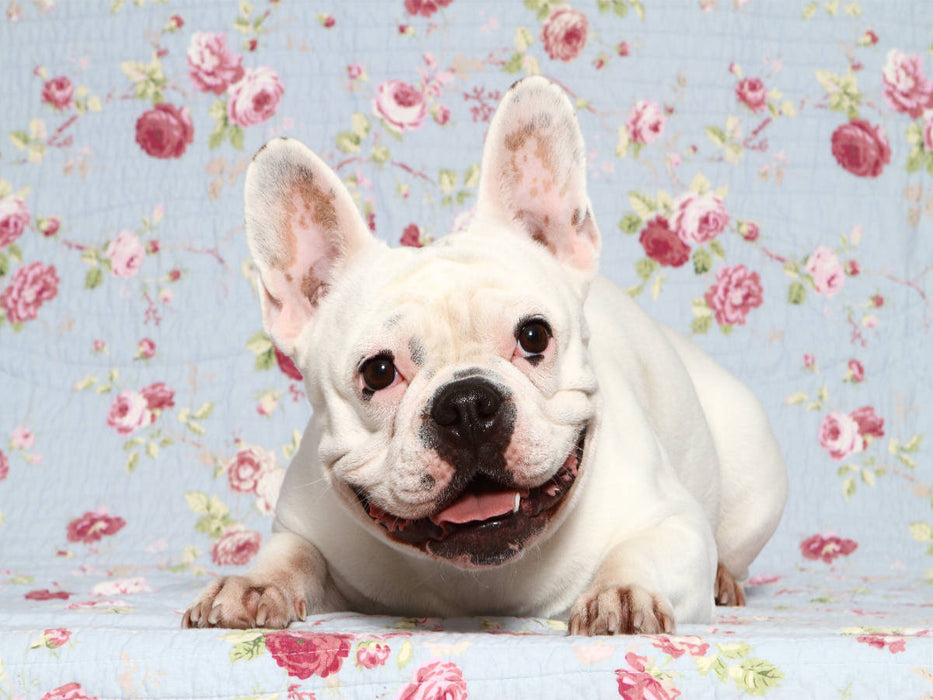 Französische Bulldogge / French Bulldog - CALVENDO Foto-Puzzle'