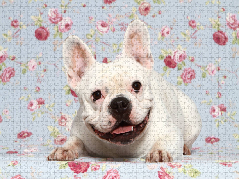Französische Bulldogge / French Bulldog - CALVENDO Foto-Puzzle'