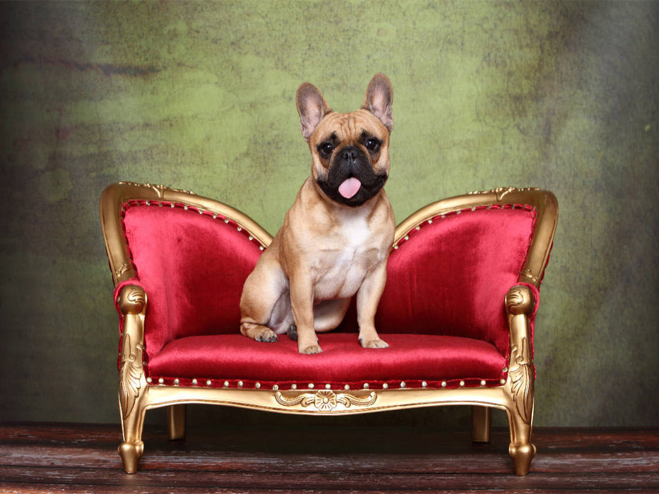 Französische Bulldogge / French Bulldog - CALVENDO Foto-Puzzle'