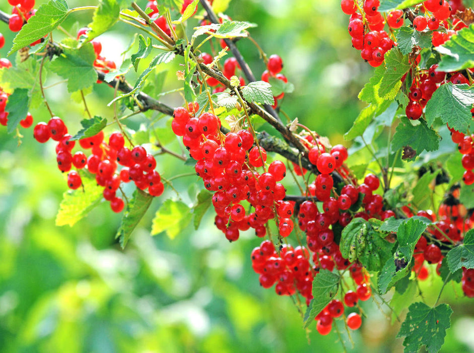 Johannisbeeren - CALVENDO Foto-Puzzle'