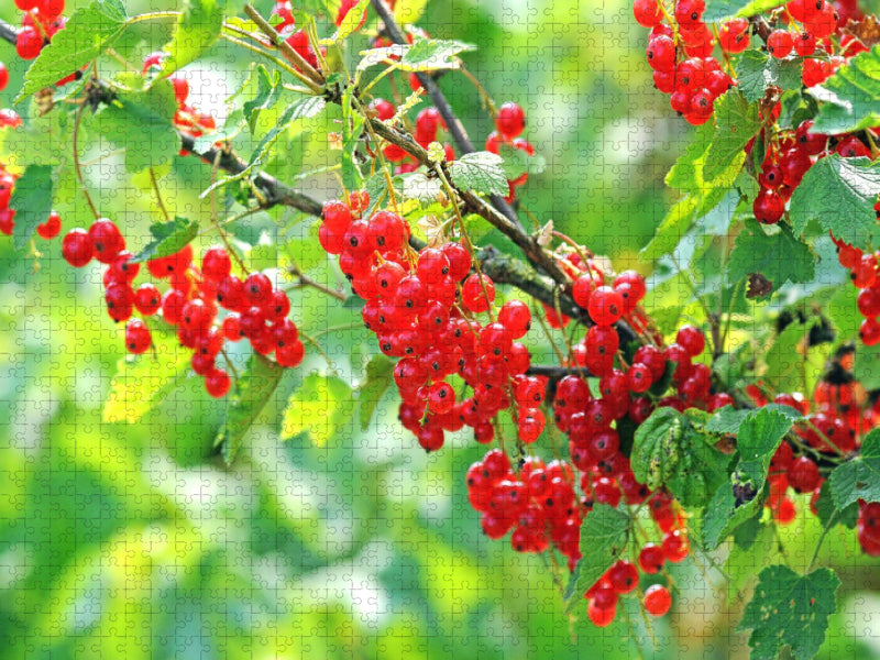 Johannisbeeren - CALVENDO Foto-Puzzle'