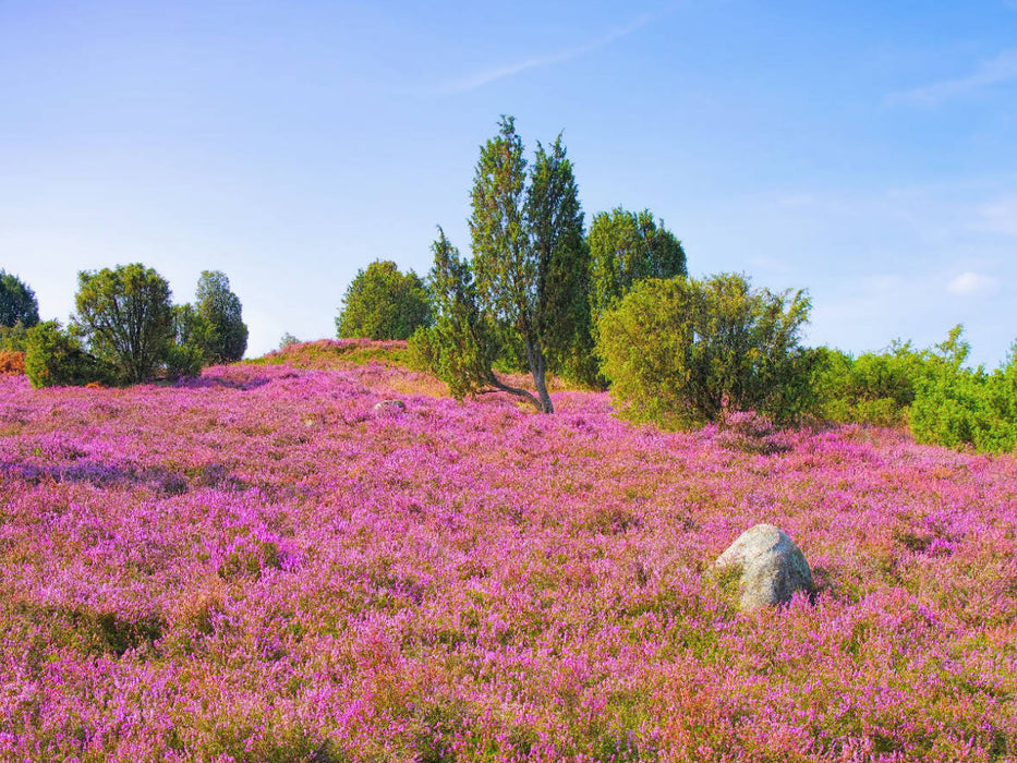 Lüneburger Heide - CALVENDO Foto-Puzzle'