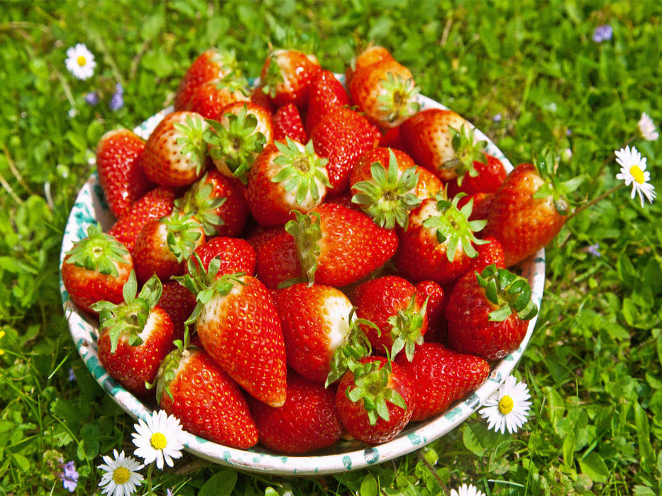 Erdbeeren - CALVENDO Foto-Puzzle'