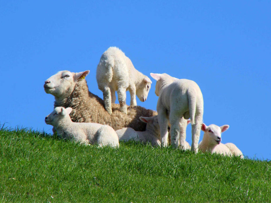 Fröhliche Lämmer im Frühjahr - CALVENDO Foto-Puzzle'