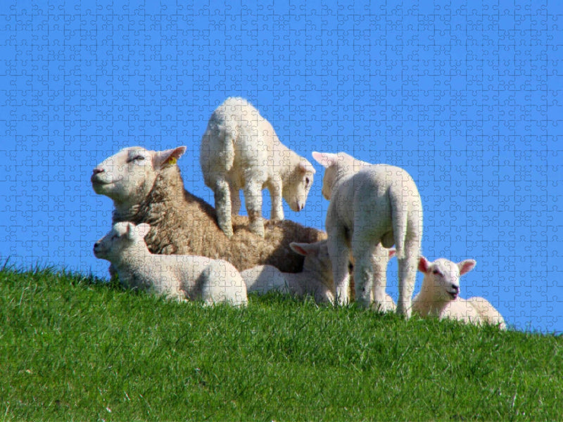 Fröhliche Lämmer im Frühjahr - CALVENDO Foto-Puzzle'