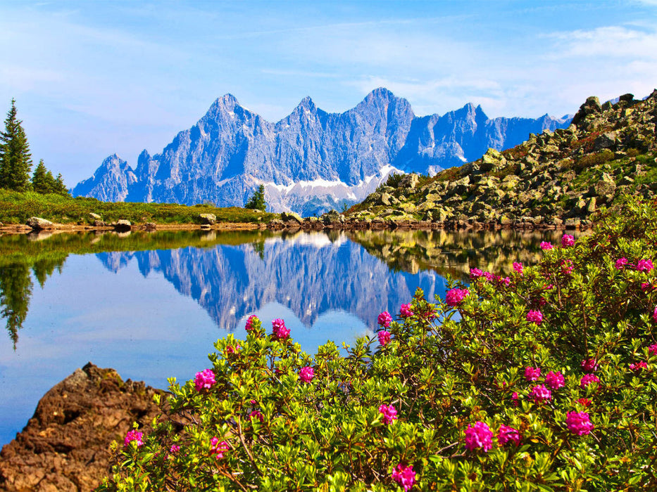 Almrauschblüte am Spiegelsee auf der Reiteralm - CALVENDO Foto-Puzzle'