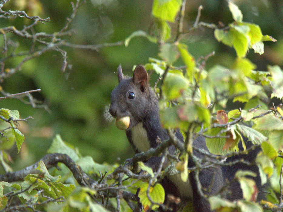 Eichhörnchen - CALVENDO Foto-Puzzle'
