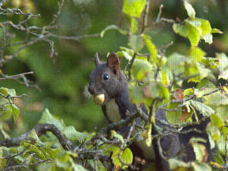 Eichhörnchen - CALVENDO Foto-Puzzle'