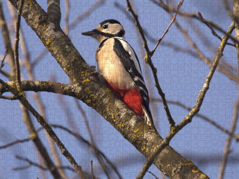 Buntspecht - CALVENDO Foto-Puzzle'