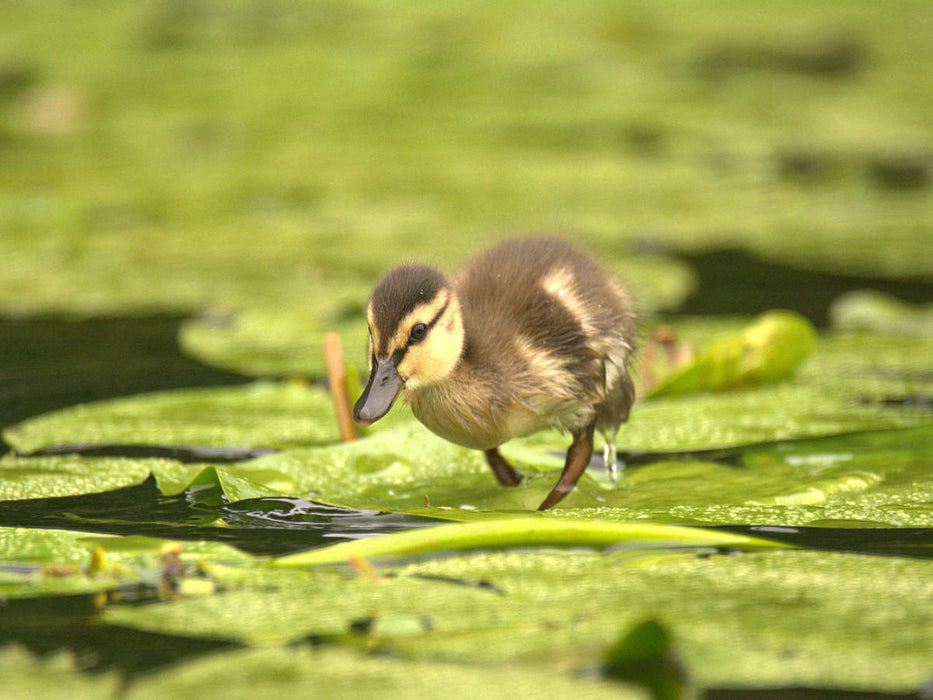 Süße Ente - CALVENDO Foto-Puzzle'