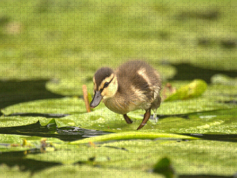 Süße Ente - CALVENDO Foto-Puzzle'