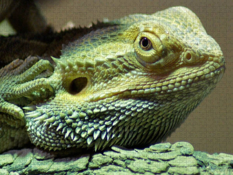 Bartagame - CALVENDO Foto-Puzzle'