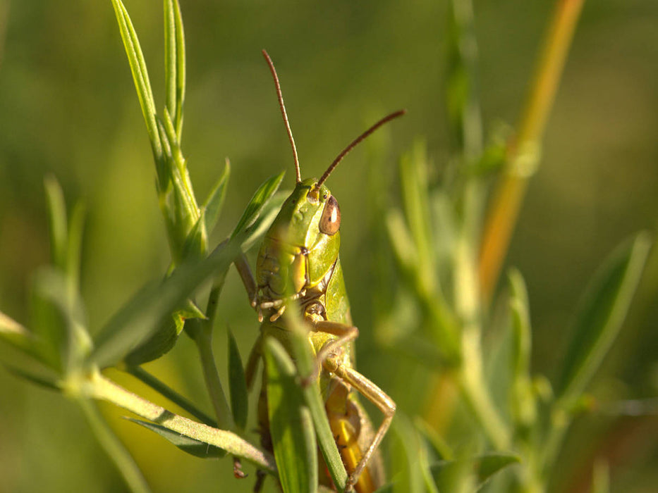 Gemeiner Grashüpfer - CALVENDO Foto-Puzzle'