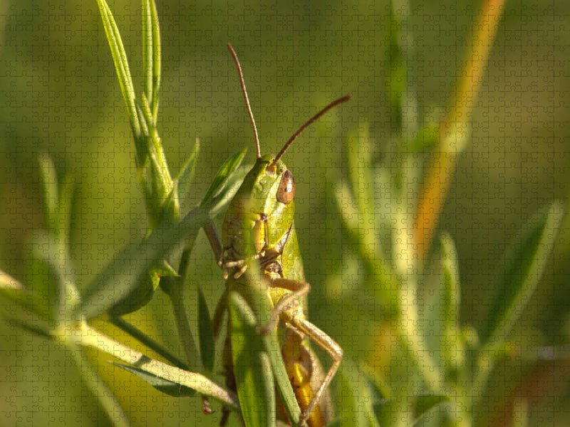 Gemeiner Grashüpfer - CALVENDO Foto-Puzzle'