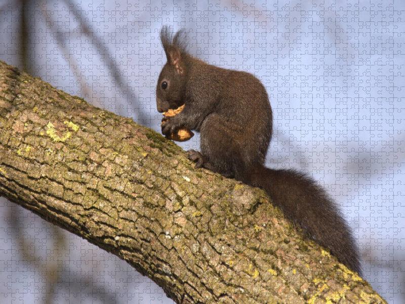 Hungriges Eichhörnchen - CALVENDO Foto-Puzzle'