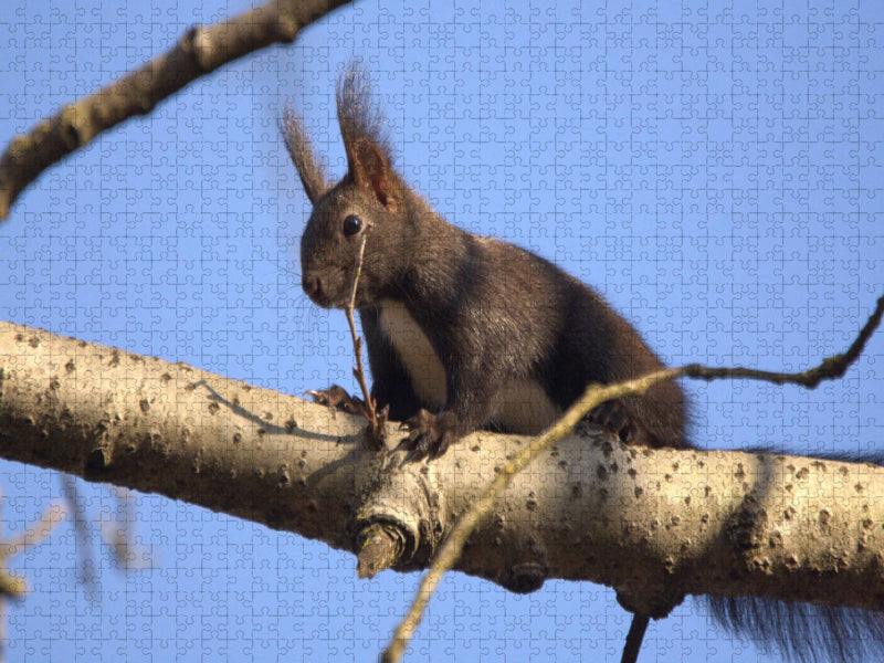 Neugieriges Eichhörnchen - CALVENDO Foto-Puzzle'