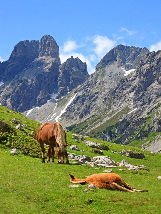 Haflinger im oberen Rinderfeld - CALVENDO Foto-Puzzle'
