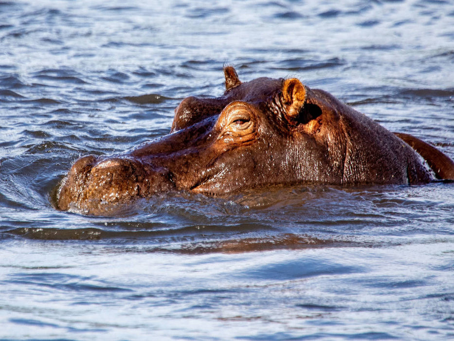 Flusspferd im Chobe Nationalpark - CALVENDO Foto-Puzzle'