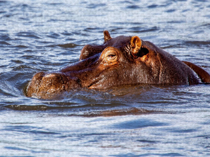 Flusspferd im Chobe Nationalpark - CALVENDO Foto-Puzzle'