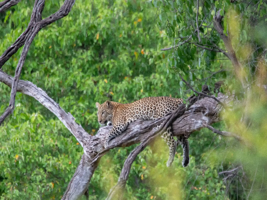 Leopard im Chobe Nationalpark - CALVENDO Foto-Puzzle'