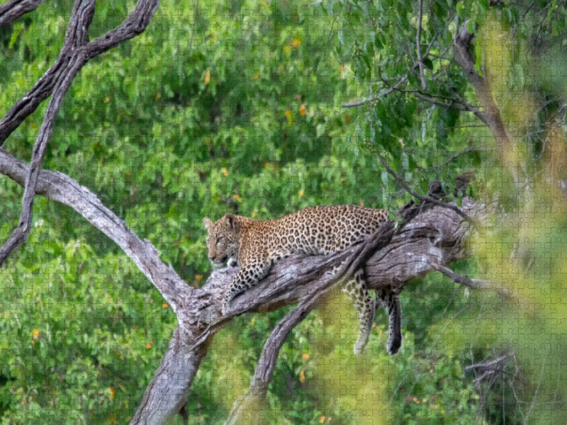 Leopard im Chobe Nationalpark - CALVENDO Foto-Puzzle'