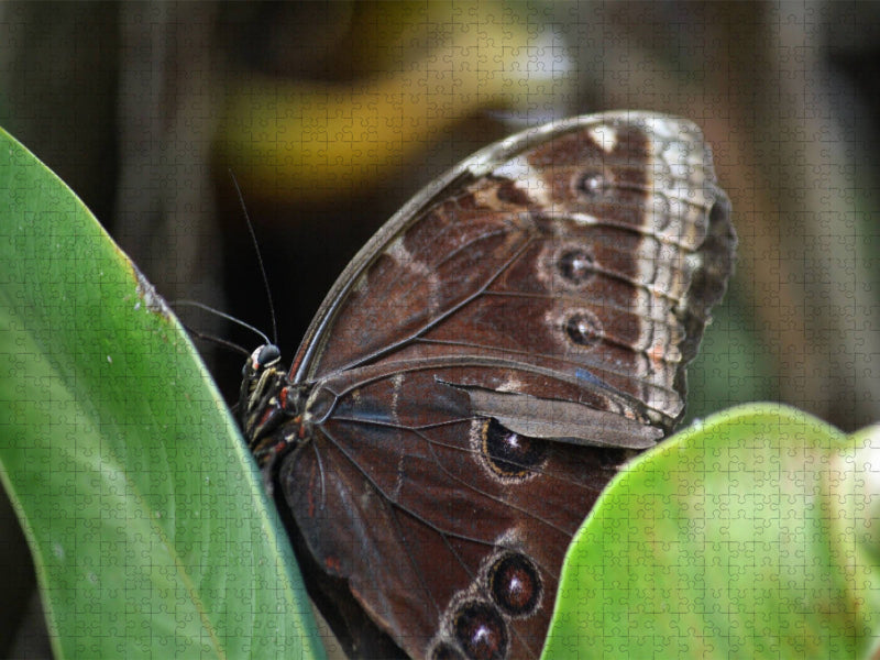 Schmetterlinge. Nützlinge der Natur - farbenfrohe Exoten - CALVENDO Foto-Puzzle'