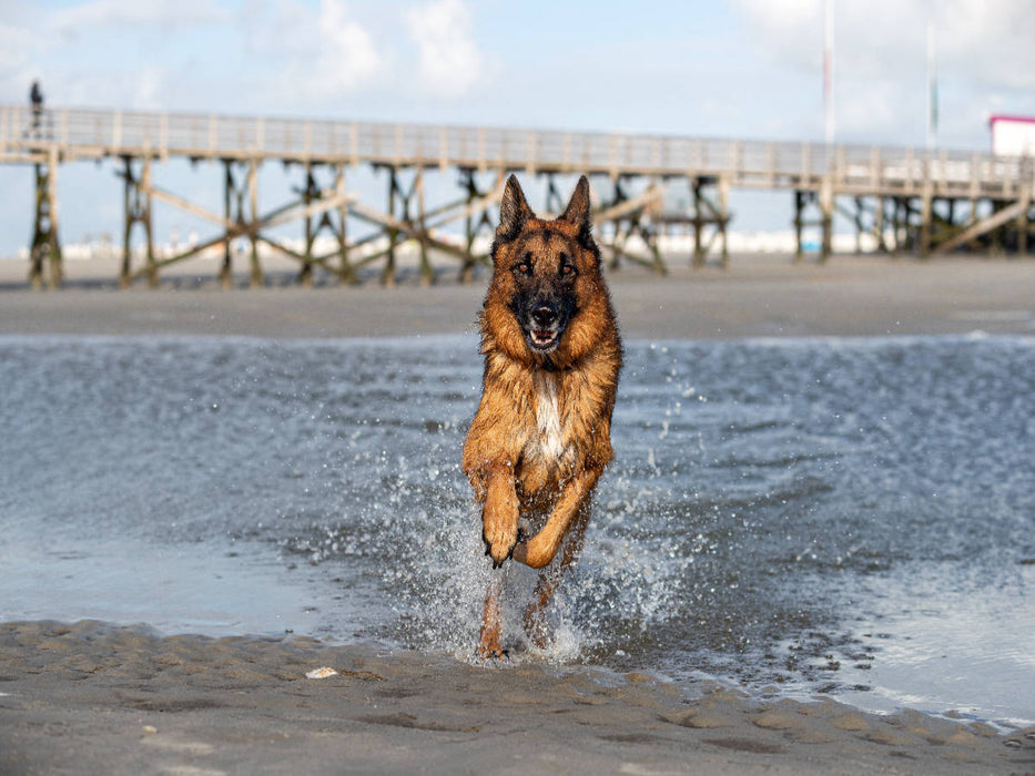 Deutscher Schäferhund in Sankt Peter-Ording - CALVENDO Foto-Puzzle'