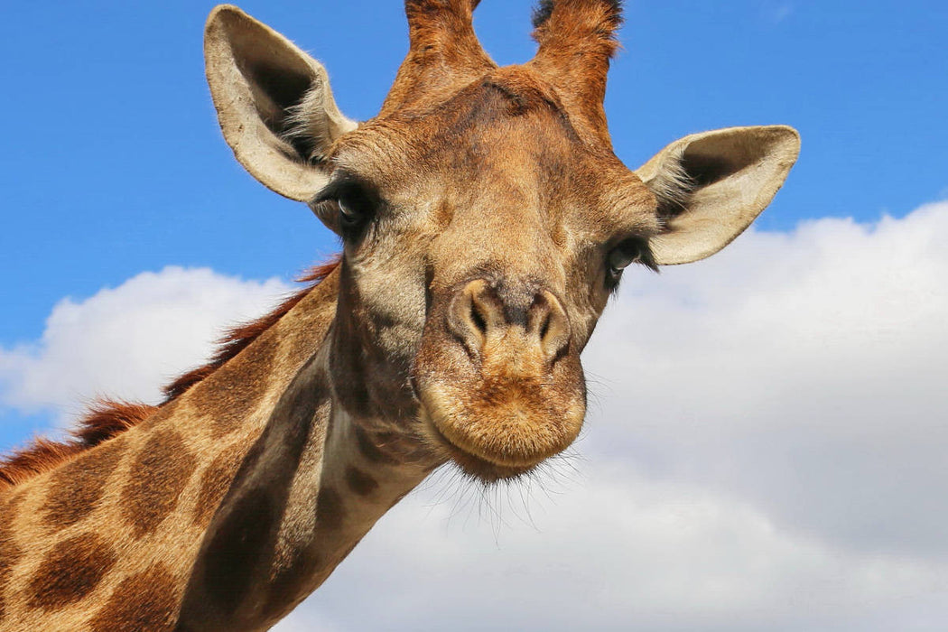 Premium Textil-Leinwand Giraffe