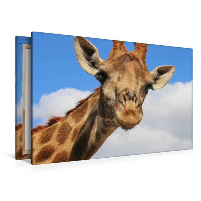 Premium Textil-Leinwand Giraffe