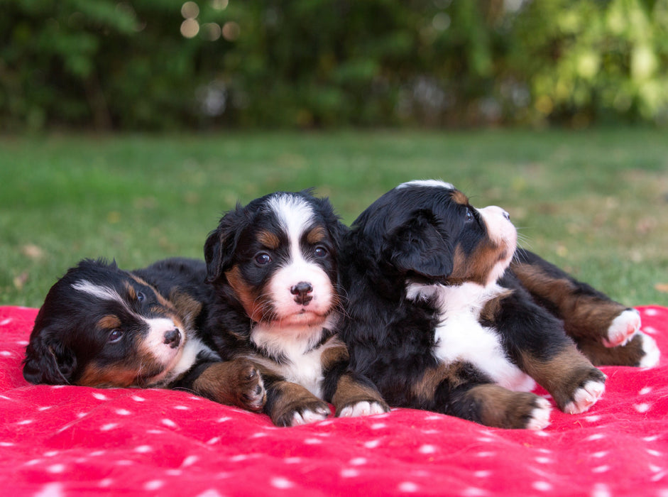 Niedliche Berner Sennenhund Welpen 2000 Teile Puzzle quer - CALVENDO Foto-Puzzle'