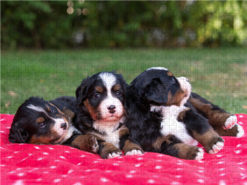 Niedliche Berner Sennenhund Welpen 2000 Teile Puzzle quer - CALVENDO Foto-Puzzle'