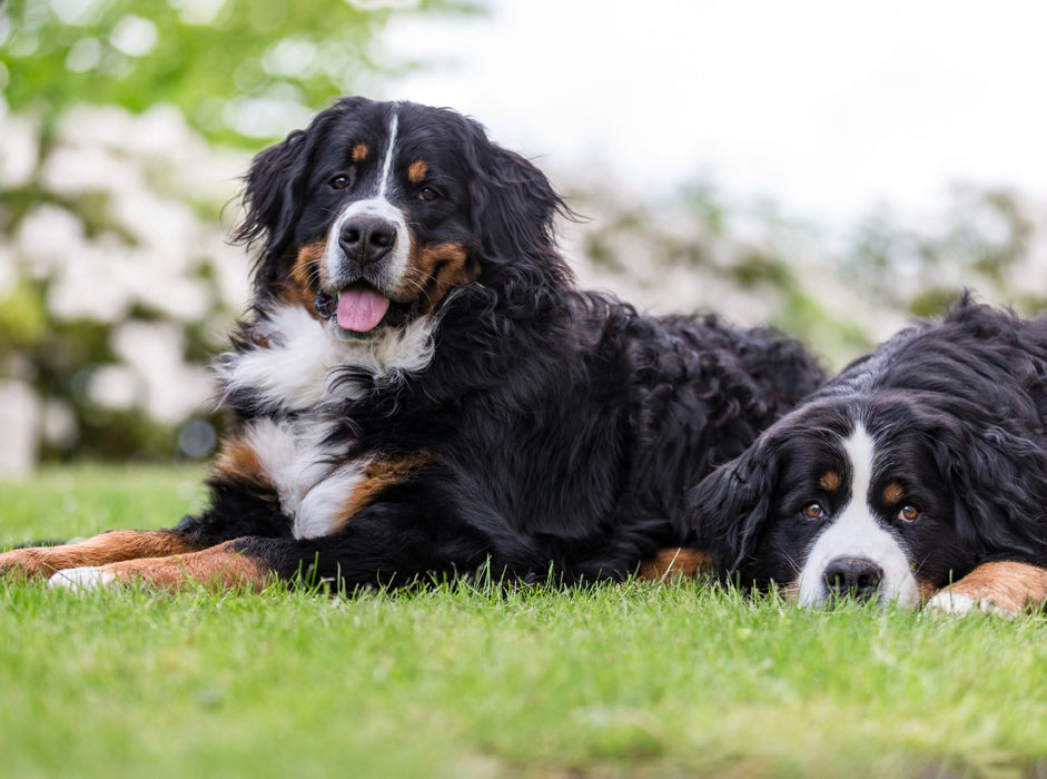 Berner Sennenhunde im Frühling 2000 Teile Puzzle quer - CALVENDO Foto-Puzzle'