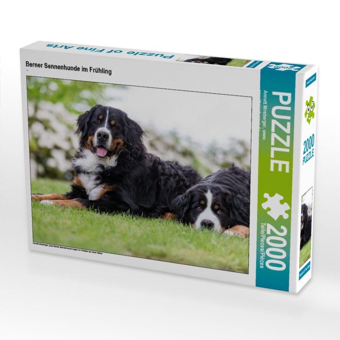 Berner Sennenhunde im Frühling 2000 Teile Puzzle quer - CALVENDO Foto-Puzzle'