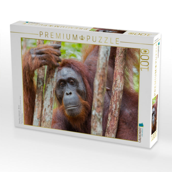 Orang Utan in Kalimantan - Borneo - CALVENDO Foto-Puzzle'