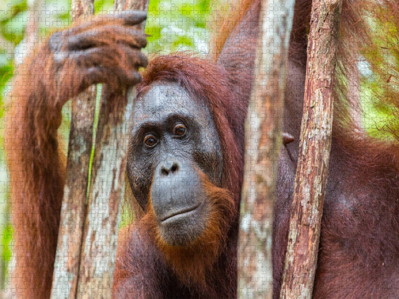 Orang Utan in Kalimantan - Borneo - CALVENDO Foto-Puzzle'