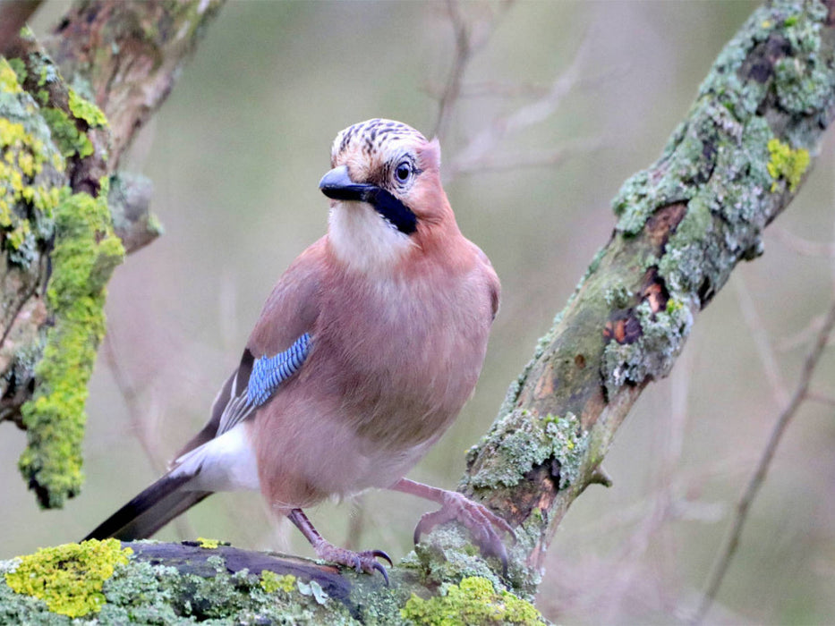 Vögel aus Wald und Garten - Der Eichelhäher - CALVENDO Foto-Puzzle'