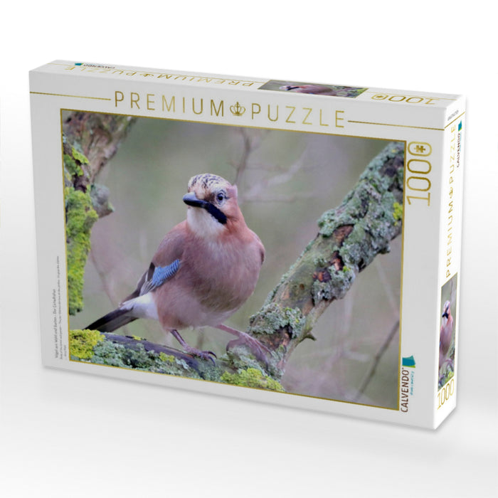 Vögel aus Wald und Garten - Der Eichelhäher - CALVENDO Foto-Puzzle'
