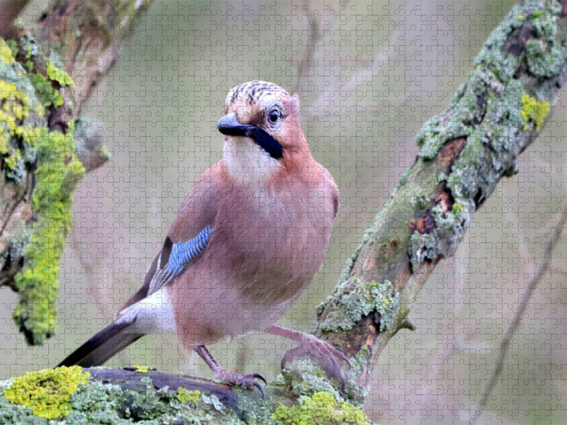 Vögel aus Wald und Garten - Der Eichelhäher - CALVENDO Foto-Puzzle'