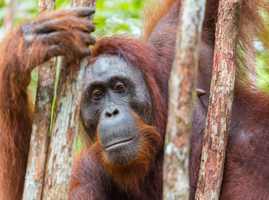 Orang Utan in Kalimantan - Borneo 2000 Teile Puzzle quer - CALVENDO Foto-Puzzle'