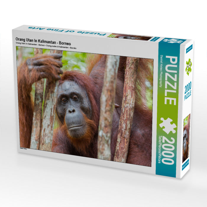Orang Utan in Kalimantan - Borneo 2000 Teile Puzzle quer - CALVENDO Foto-Puzzle'