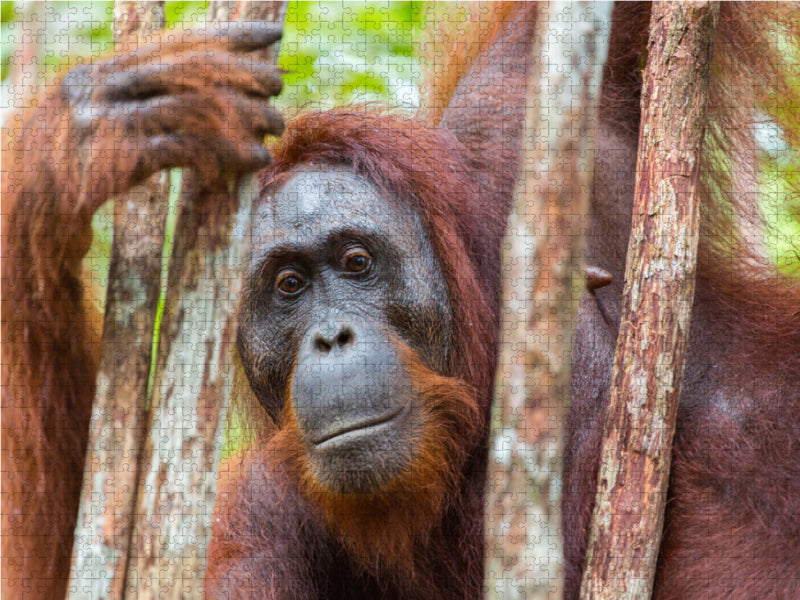 Orang Utan in Kalimantan - Borneo 2000 Teile Puzzle quer - CALVENDO Foto-Puzzle'