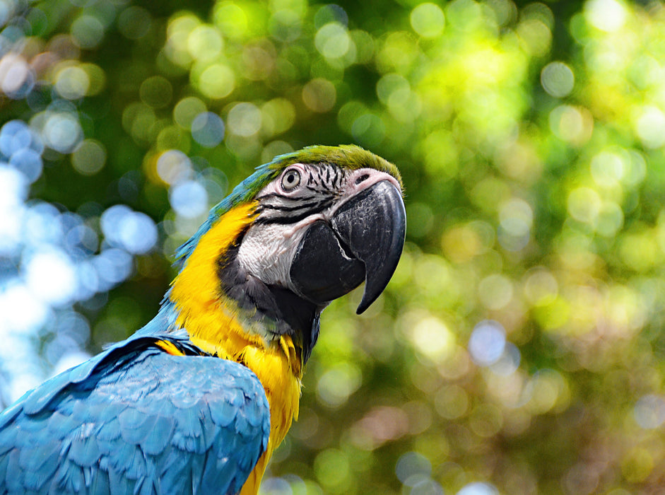 Parrot - CALVENDO photo puzzle 