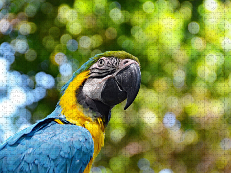 Parrot - CALVENDO photo puzzle 