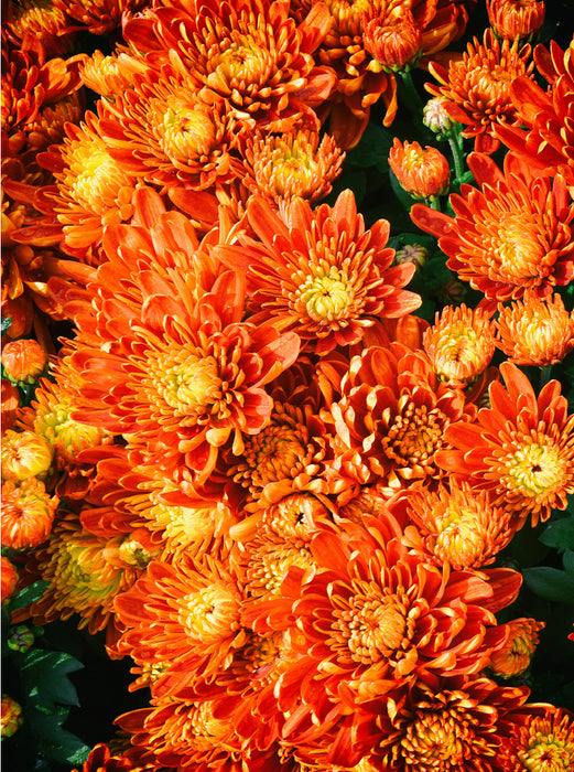 Fellbacher wine chrysanthemums - CALVENDO photo puzzle 