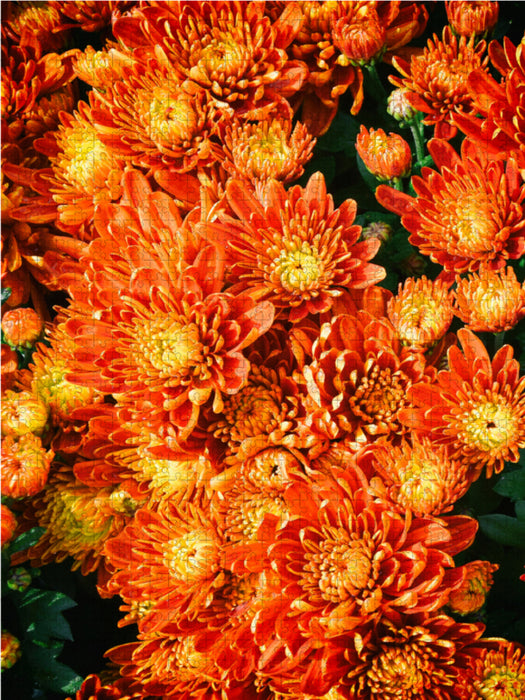 Fellbacher wine chrysanthemums - CALVENDO photo puzzle 