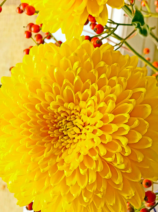 Chrysanthèmes jaunes - Puzzle photo CALVENDO 
