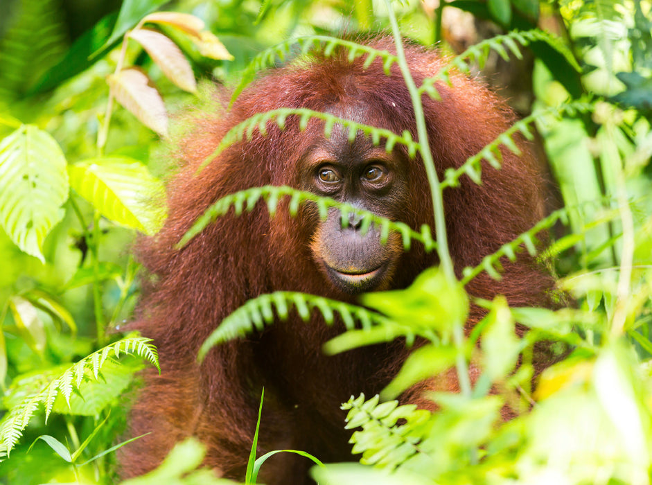 Orang Utan in den Wäldern Sumatras 2000 Teile Puzzle quer - CALVENDO Foto-Puzzle'