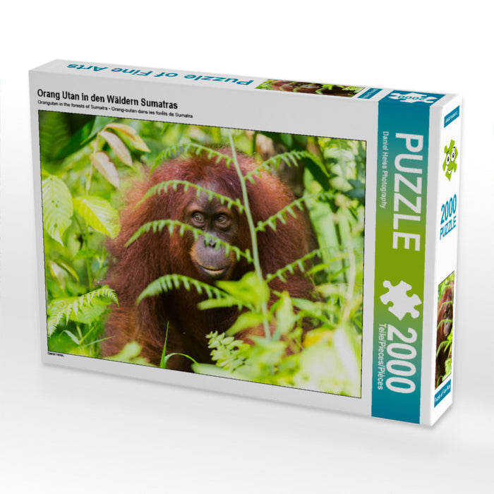 Orang Utan in den Wäldern Sumatras 2000 Teile Puzzle quer - CALVENDO Foto-Puzzle'