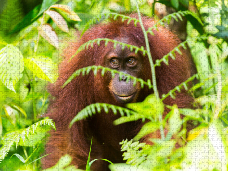 Orang Utan in den Wäldern Sumatras 2000 Teile Puzzle quer - CALVENDO Foto-Puzzle'